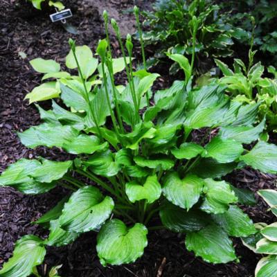 Hosta 'Stirfry'